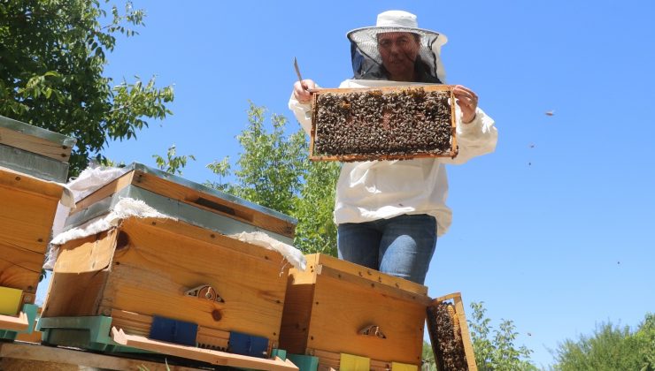 Bilim insanından arı ölümlerine karşı kış öncesi besin takviyesi uyarısı